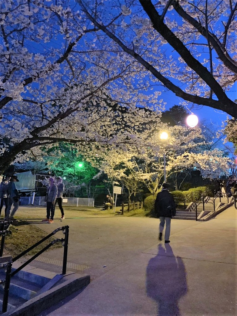 三重県津市　偕楽公園　お花見シーズン　夜桜　建築家　アポア　ライトアップ