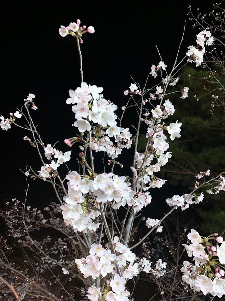三重県津市　偕楽公園　お花見　桜の名所　夜桜見物　桜のライトアップ　アポアと建築家